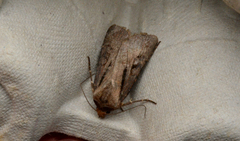 Agrotis vancouverensis