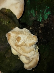 Trametes gibbosa