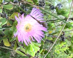 Erepsia forficata