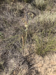 Argemone chisosensis