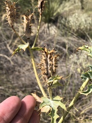 Argemone chisosensis