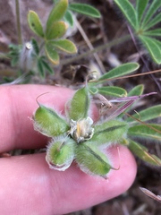 Lupinus malacophyllus