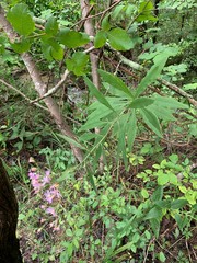 Vernonia flaccidifolia