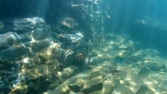 Abudefduf natalensis