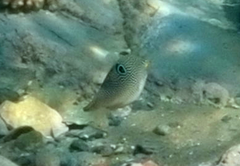 Canthigaster petersii