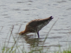 Limosa limosa