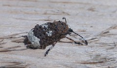Platystomos albinus