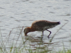 Limosa limosa