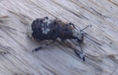 Platystomos albinus