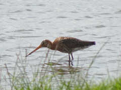 Limosa limosa