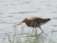 Limosa limosa