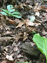 Thamnophis sirtalis