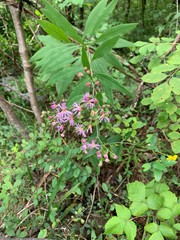 Vernonia flaccidifolia