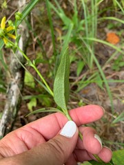 Vernonia flaccidifolia