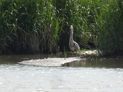 Ardea cinerea