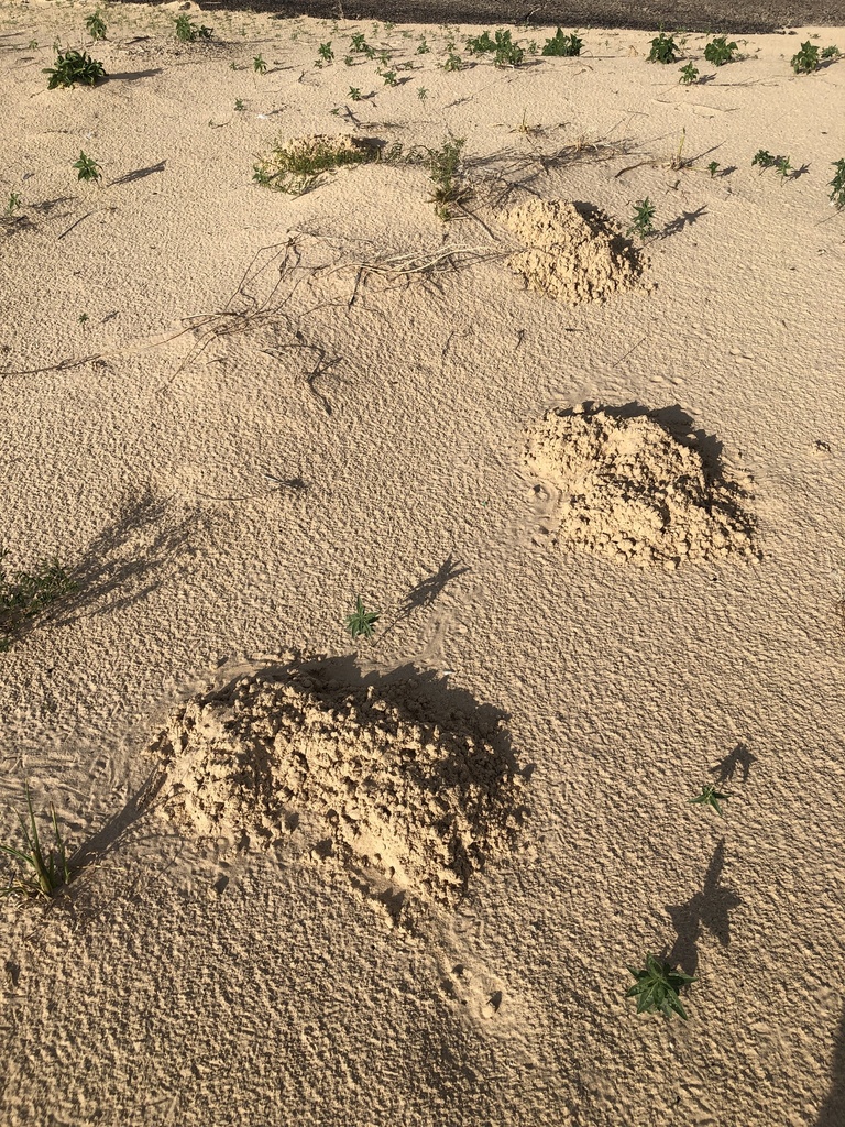 Knox Jones's Pocket Gopher