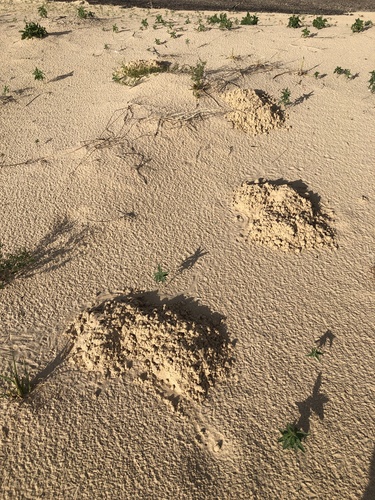 Knox Jones's Pocket Gopher
