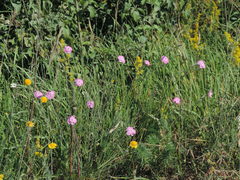 Dianthus longicaulis