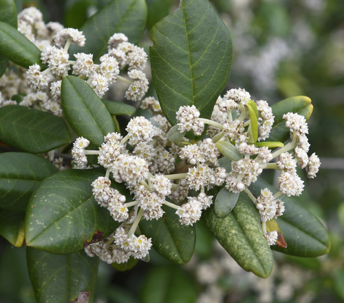 Spyridium globulosum (Labill.) Benth.