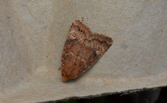 Adelphagrotis stellaris