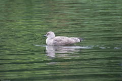 Larus argentatus
