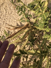 Mimosa rupertiana