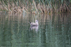 Larus argentatus