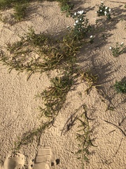 Mimosa rupertiana