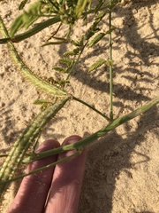 Mimosa rupertiana