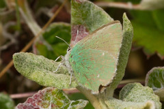 Callophrys viridis