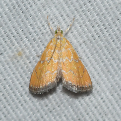 Xanthophysa psychicalis