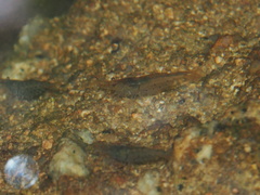 Caridina cantonensis