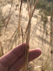 Andropogon hallii