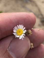 Erigeron bellidiastrum