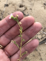 Erigeron bellidiastrum