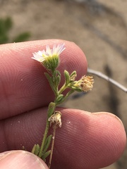 Erigeron bellidiastrum