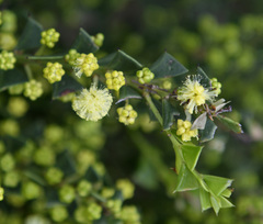 Acacia littorea