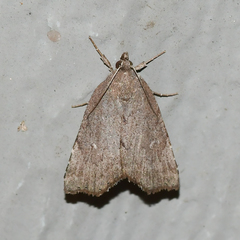Cutina albopunctella