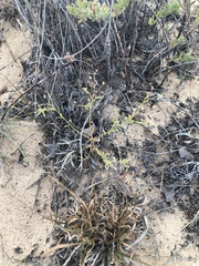 Erigeron bellidiastrum