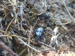 Pterostichus melas
