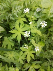 Stellaria nemorum