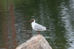 Chroicocephalus ridibundus