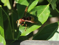 Vespa crabro