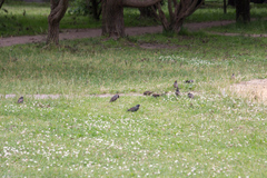 Sturnus vulgaris