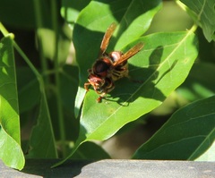 Vespa crabro