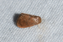 Heterogenea shurtleffi