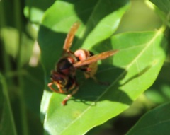 Vespa crabro