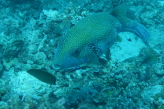 Arothron caeruleopunctatus