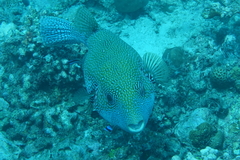 Arothron caeruleopunctatus