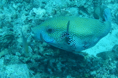 Arothron caeruleopunctatus